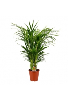ARECA C-19 (alt: 85cm)...