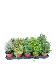 AROMÁTICA MIX C-11 (alt:...