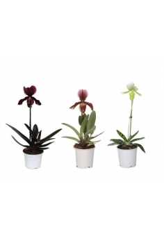 PAPHIOPEDILUM MIX C-12...