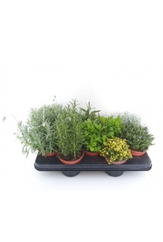 AROMÁTICA MIX C-13 (alt:...