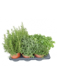 AROMÁTICA MIX 3L (alt:...