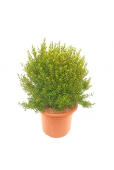 MYRTHUS 10L (40cm)...