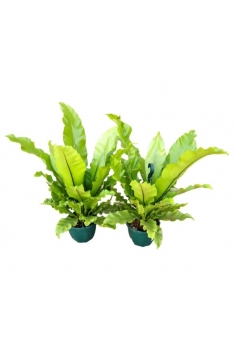 ASPLENIUM NIDUS EXTRA...