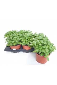 ALBACHA PESTO C-16 (30cm)...