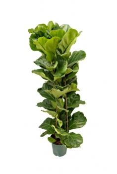 FICUS LYRATA C-23 (120cm)...
