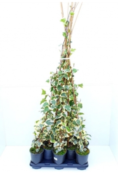 HEDERA CANARIENSIS MARENGO...