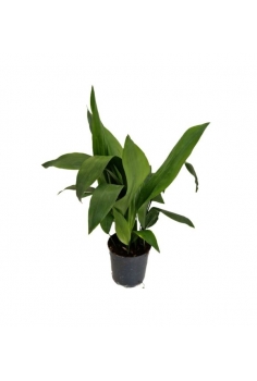 ASPIDISTRA 5L (alt:...