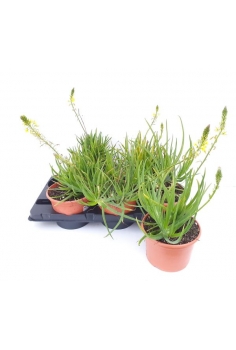 BULBINE FRUTESCENS 3L...