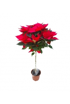 PONSETTIA COPA 5L (120cm)...