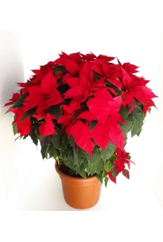 POINSETTIA EXTRA C-30...