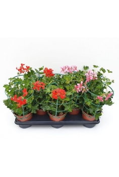 GERANIO BALCON MIX C-13...