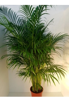 ARECA M25 160cm...
