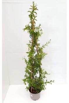 SOLANUM JAZMINOIDE 5L...