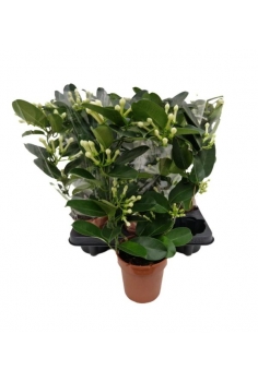 STEPHANOTYS DE ARCO C-12...