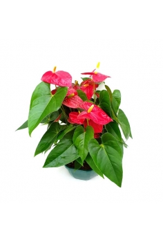 ANTHURIUM TARRINA ROJO C-27...