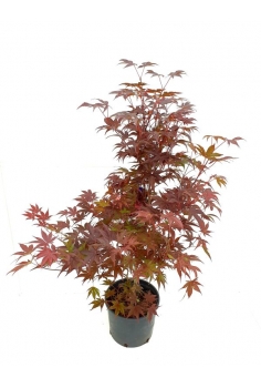 ACER PALMATUM 7.5L (alt:...