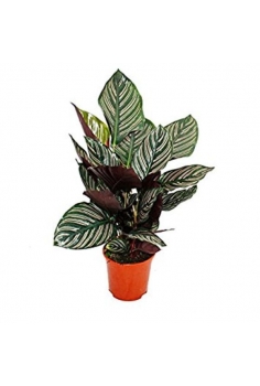 CALATHEA SANDERIANA C-19...