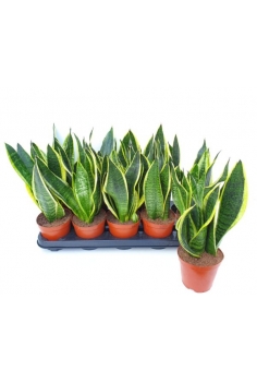 SANSIVIERA C-12 (alt: 30cm)...