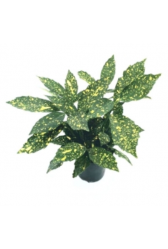 AUCUBA JAPONICA C-13 (alt:...