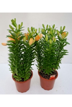 LILLIUM C-19 (alt: 46cm)...