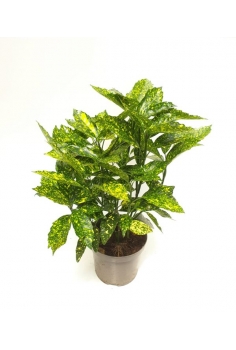 AUCUBA JAPONICA 3L (alt:...