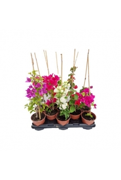 BUGAMBILIA MIX C-13 (alt:...