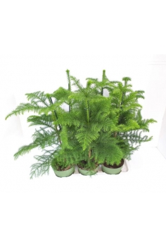 AURECARIA C-17 (alt: 65cm)...