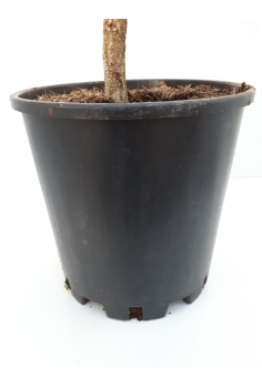 MANZANO golden (formato... 2