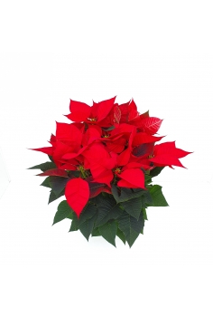 POINSETTIA 2.5L extra... 2