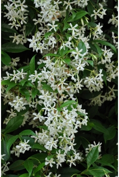 RHYNCHOSPERMUM JASMINOIDES... 2
