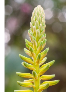 ALOE VERA C-12 (alt: 25cm)... 2