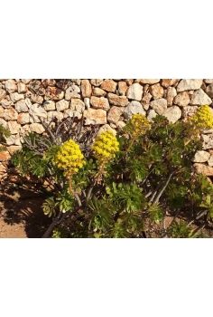 AEONIUM C-14 (alt: 20-25cm)... 2