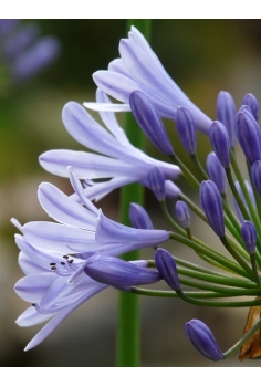 AGAPANTHUS LILA 4L (alt:... 2