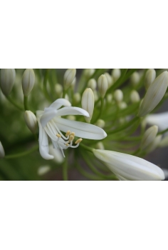 AGAPANTHUS BLANCO 4L (alt:... 2