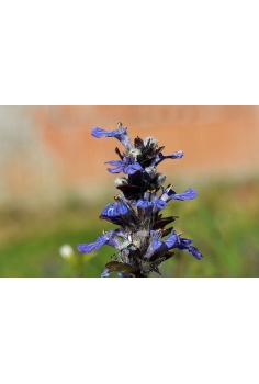 AJUGA BURGUNDY GLOW C-11... 2