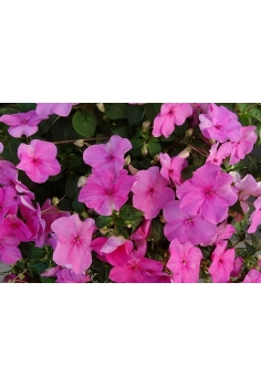 ALEGRIA MIX C-11... 2