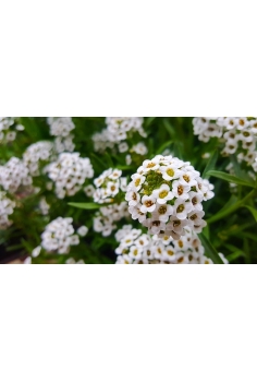 ALYSSUM BLANCO C-11 (alt:... 2