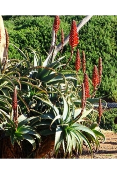 ALOE SAFARI C-11... 2