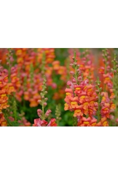 ANTIRRHINUM MIX C-13 (20cm)... 2