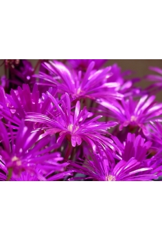 APTENIA CORDIFOLIA C-11... 2