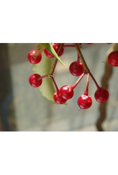 ARDISIA CRENATA C-14 (alt:... 2