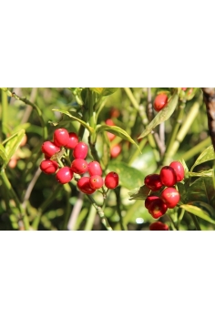 AUCUBA JAPONICA 10L (alt:... 2