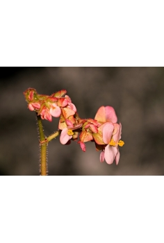 BEGONIA maculata C-13... 2