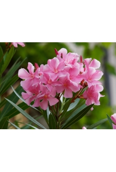 ADELFA ROSA 10L (alt:... 2