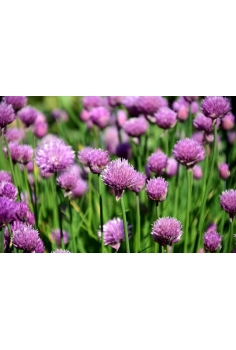 CEBOLLINO C-11 (allium)... 2