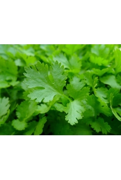 PEREJIL C-11 (petroselinum)... 2