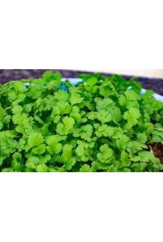 CILANTRO (coriandrum... 2