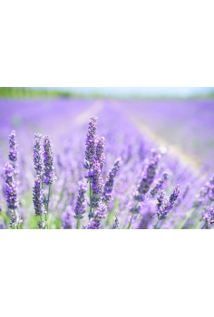 LAVANDULA DENTATA 10L (alt:... 2