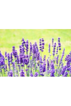 LAVANDULA OFFICINALIS 20L... 2