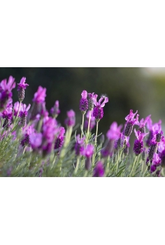 LAVANDULA STOECHAS C-13... 2